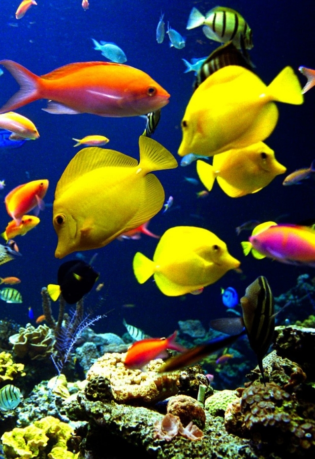 iphone pescado fondo de pantalla,pez,peces de arrecife de coral,arrecife de coral,pez,biología marina