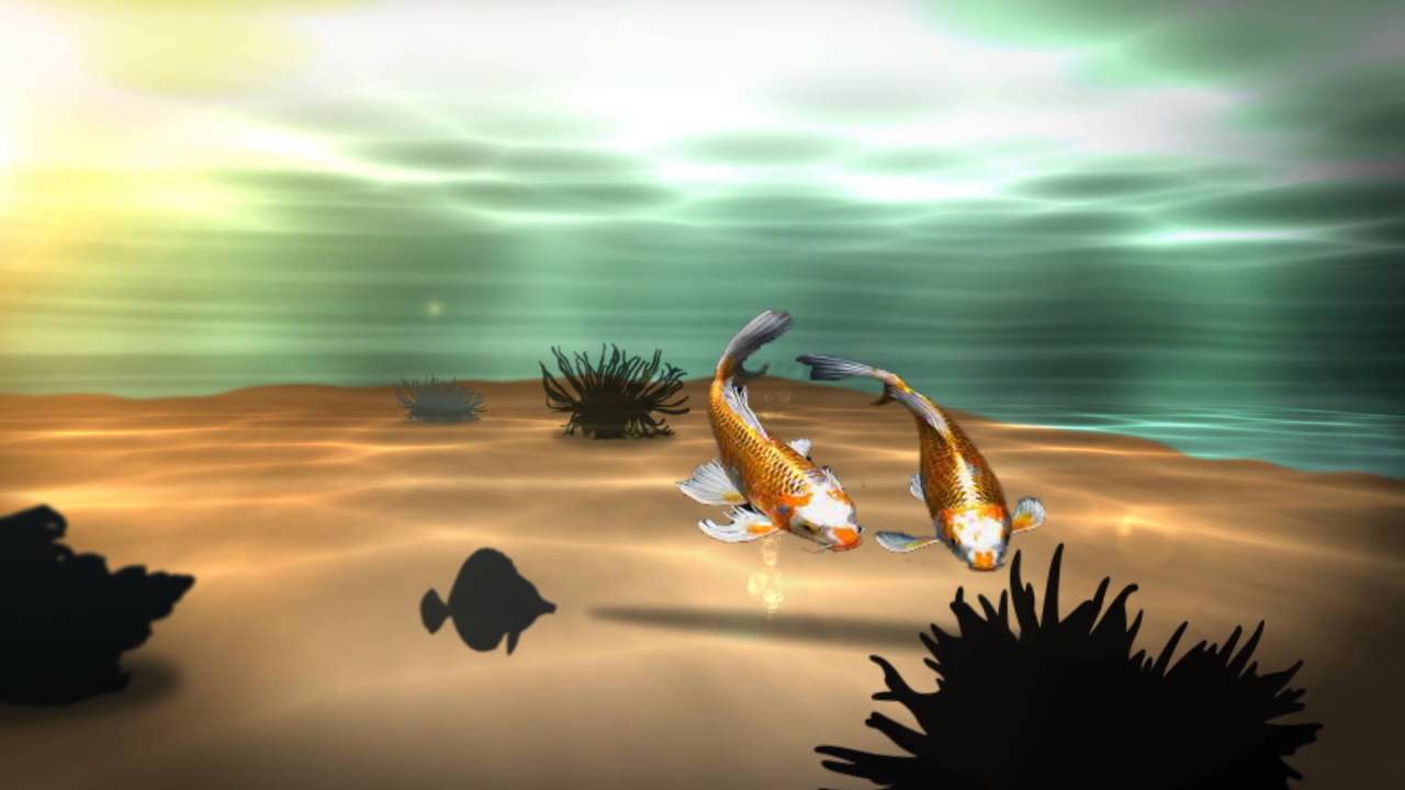 3d fisch live wallpaper,natur,himmel,ruhe,meer,betrachtung