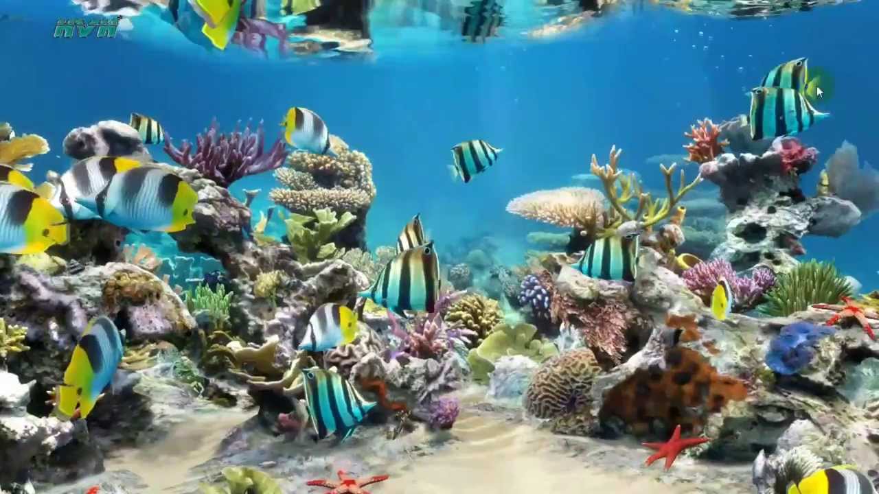 3d poisson fond d'écran en direct,récif de corail,poissons de récifs coralliens,biologie marine,récif,sous marin