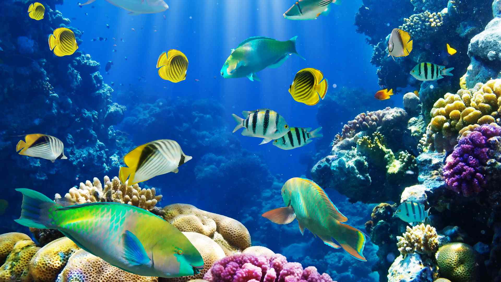3d魚のライブ壁紙,サンゴ礁,水中,海洋生物学,リーフ,サンゴ礁の魚