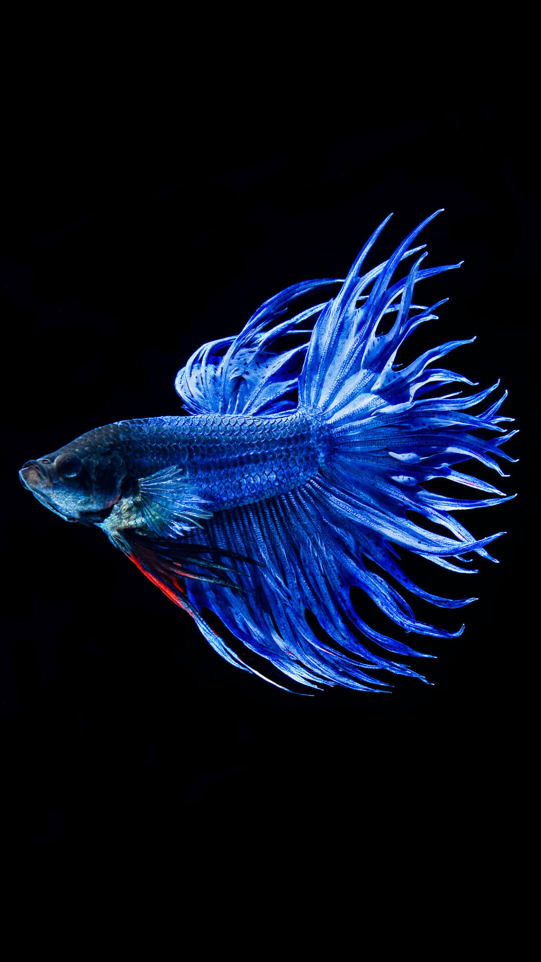 iphone fish wallpaper,blue,fish,fish,electric blue,deep sea fish
