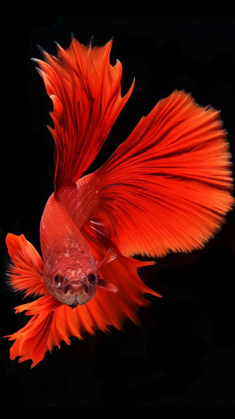 iphone fish wallpaper,red,orange,feather,petal,plant