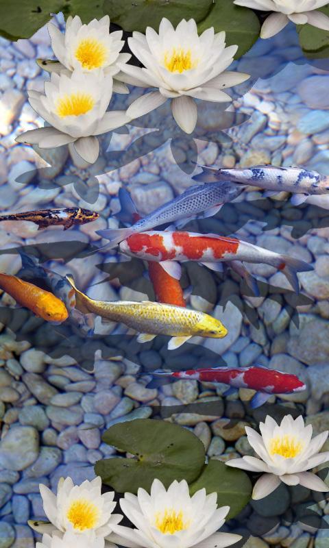 3d 물고기 라이브 배경 화면,향기로운 화이트 워터 릴리,꽃,못,잉어,꽃잎