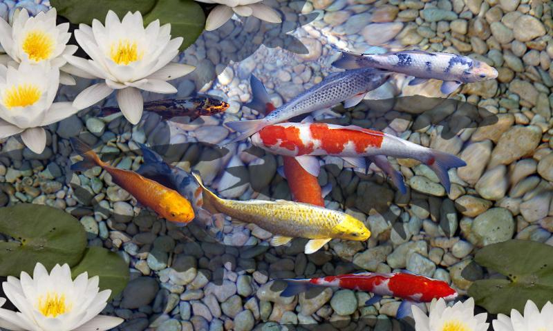 fondo de pantalla en vivo de peces 3d,koi,estanque de peces,pez,estanque,pez alimentador