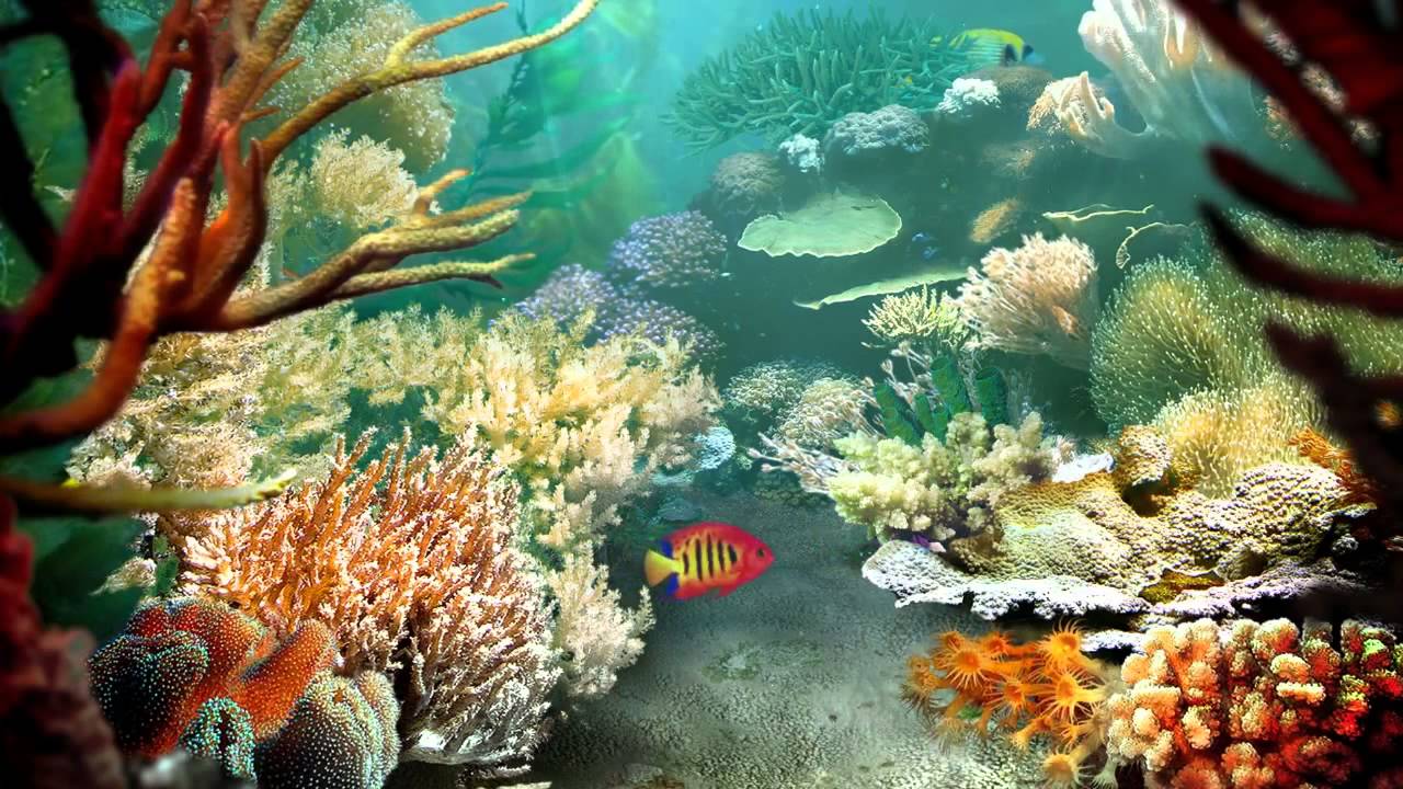 3d魚のライブ壁紙,リーフ,サンゴ礁,水中,海洋生物学,コーラル