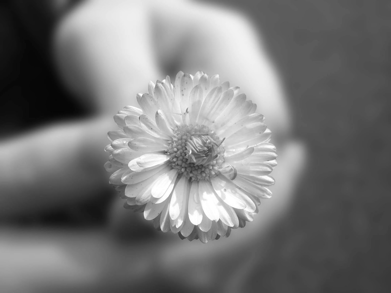 papier peint fleur noir et blanc,blanc,photographie monochrome,noir et blanc,pétale,fleur