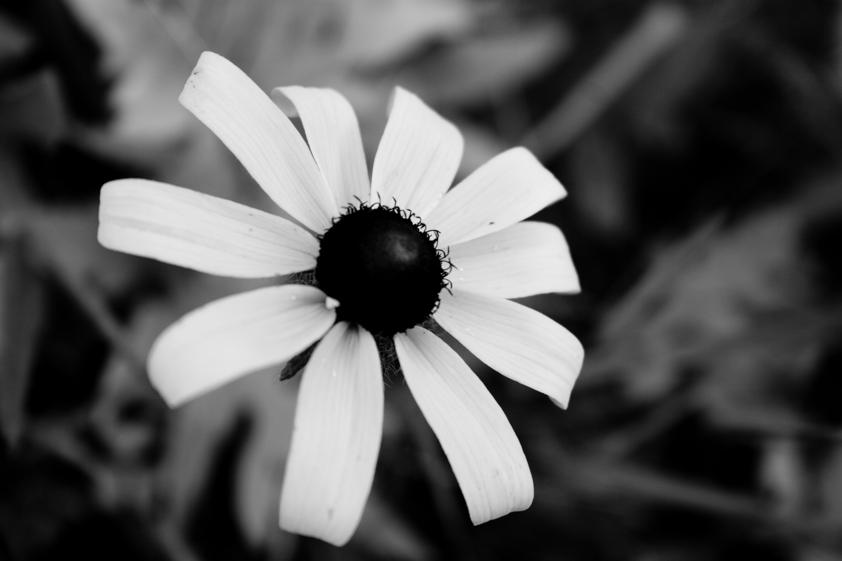 검은 색과 흰색 꽃 벽지,하얀,흑백 사진,검정색과 흰색,꽃잎,검정