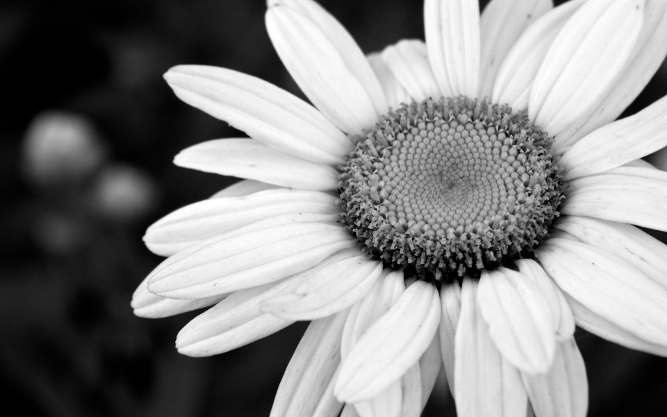 黒と白の花の壁紙,モノクロ写真,花弁,黒と白,白い,花