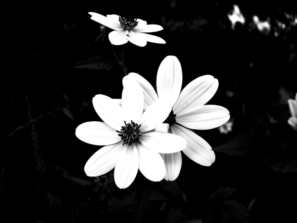 黒と白の花の壁紙,開花植物,花弁,モノクロ写真,花,黒と白