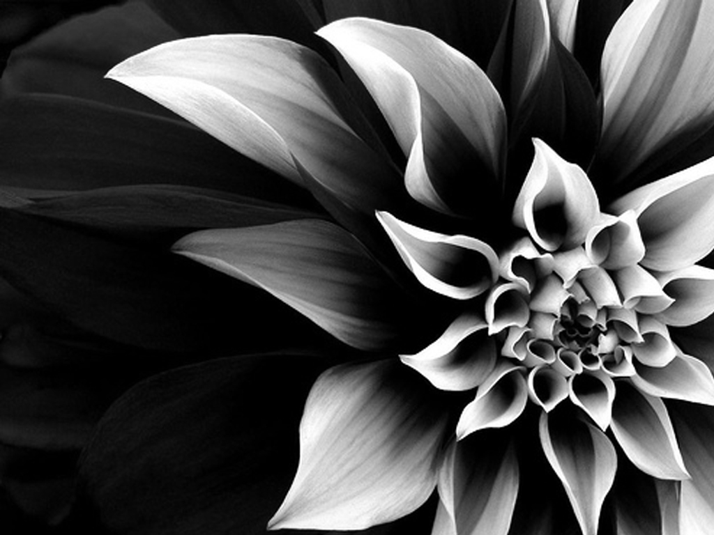 검은 색과 흰색 꽃 벽지,흑백 사진,검정색과 흰색,꽃잎,꽃,단색화