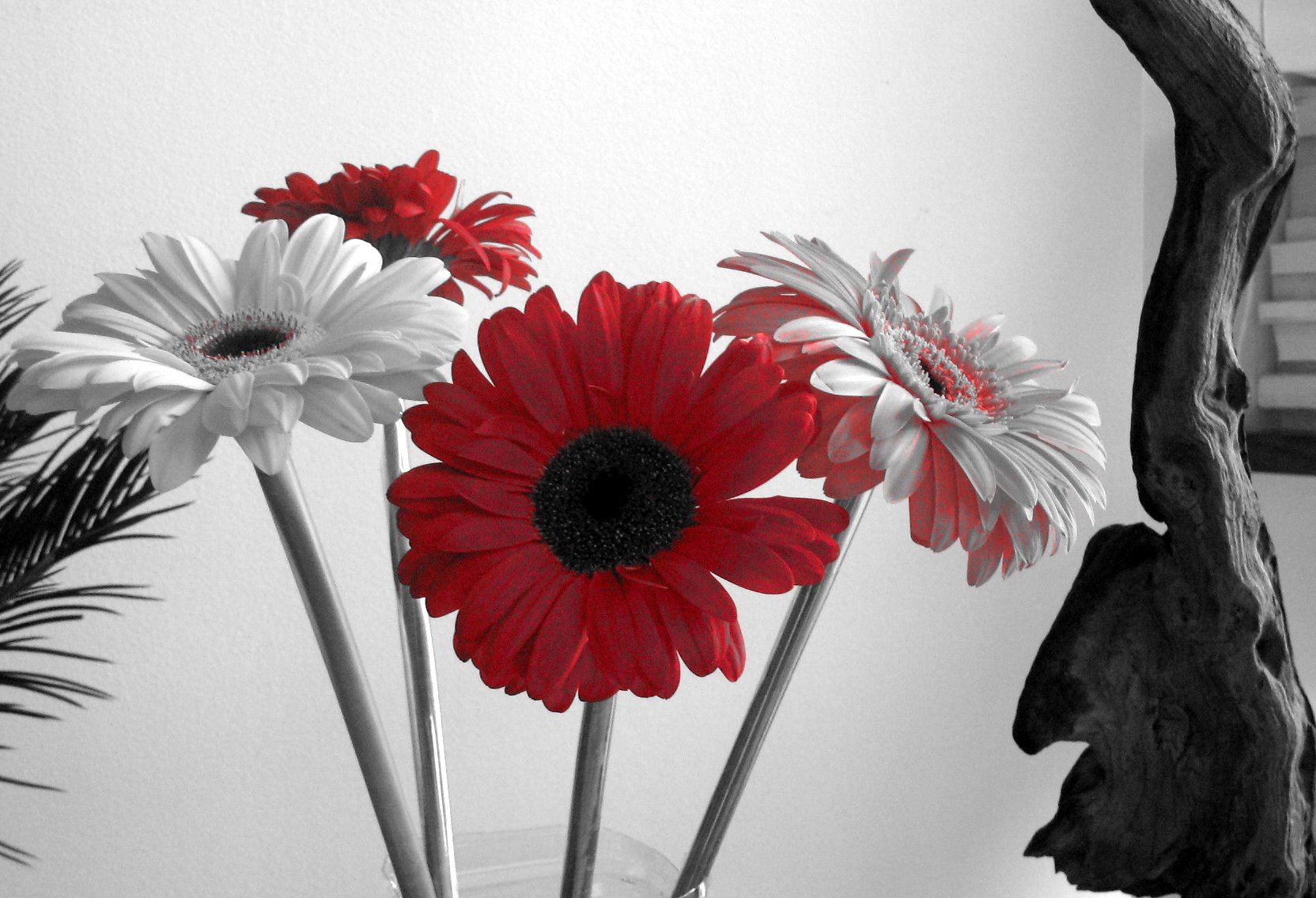 schwarzweiss blumentapete,blume,barberton gänseblümchen,gerbera,weiß,rot