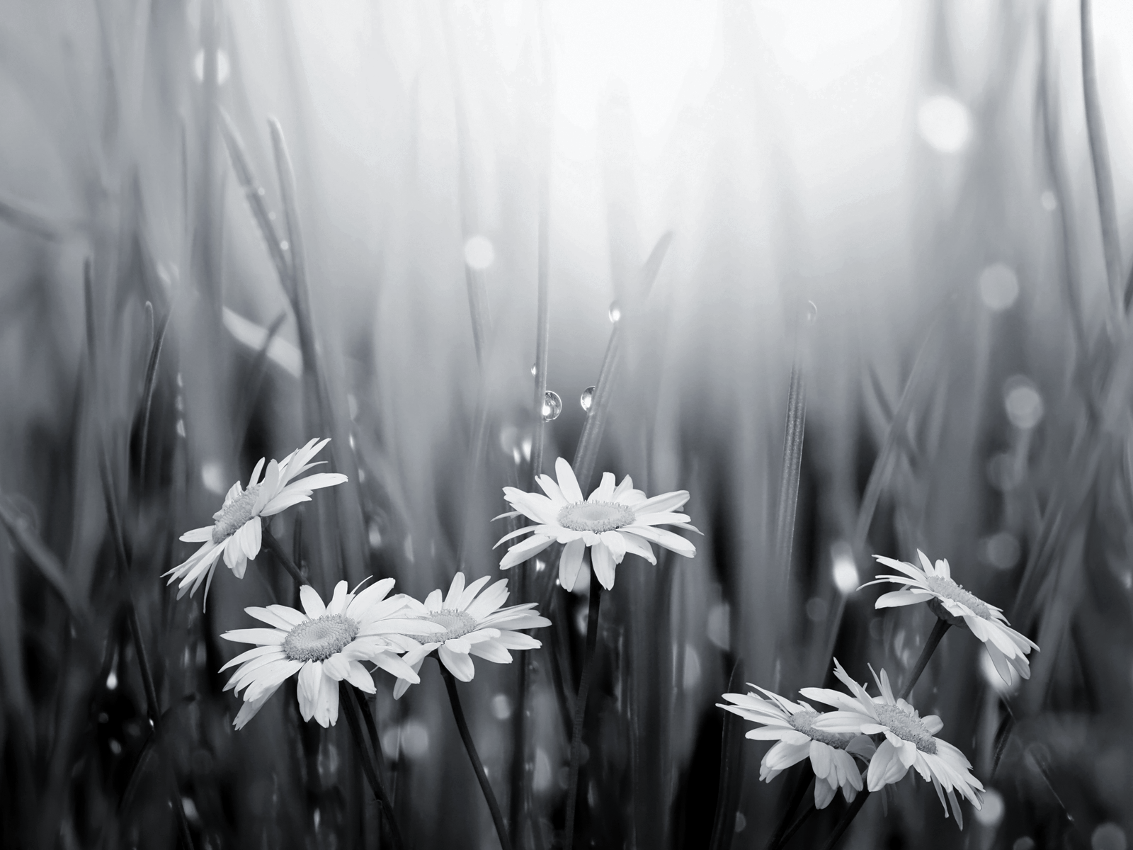 black and white flower wallpaper,white,nature,black and white,daisy,monochrome photography