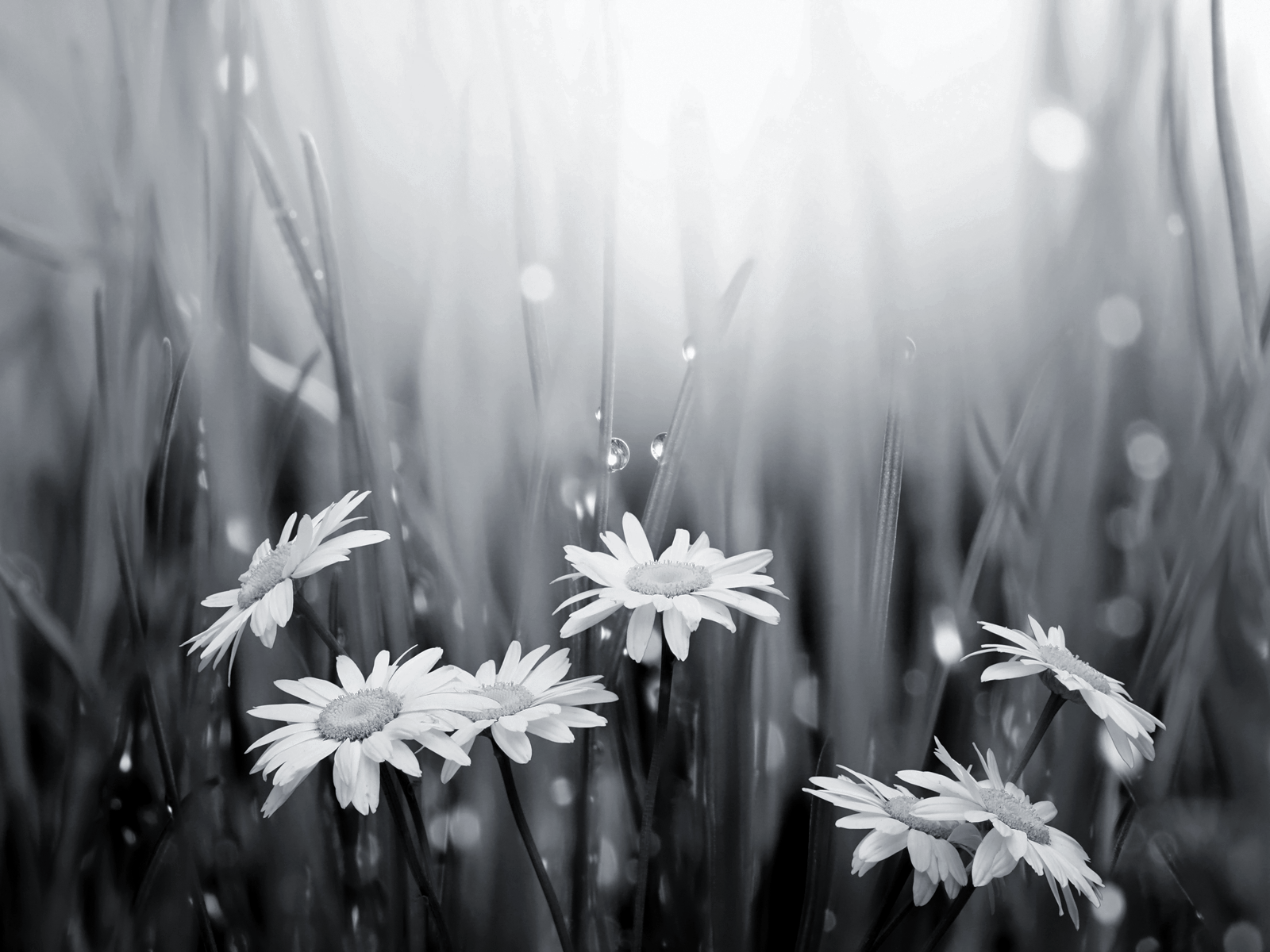 papier peint fleur noir et blanc,blanc,la nature,noir et blanc,marguerite,photographie monochrome