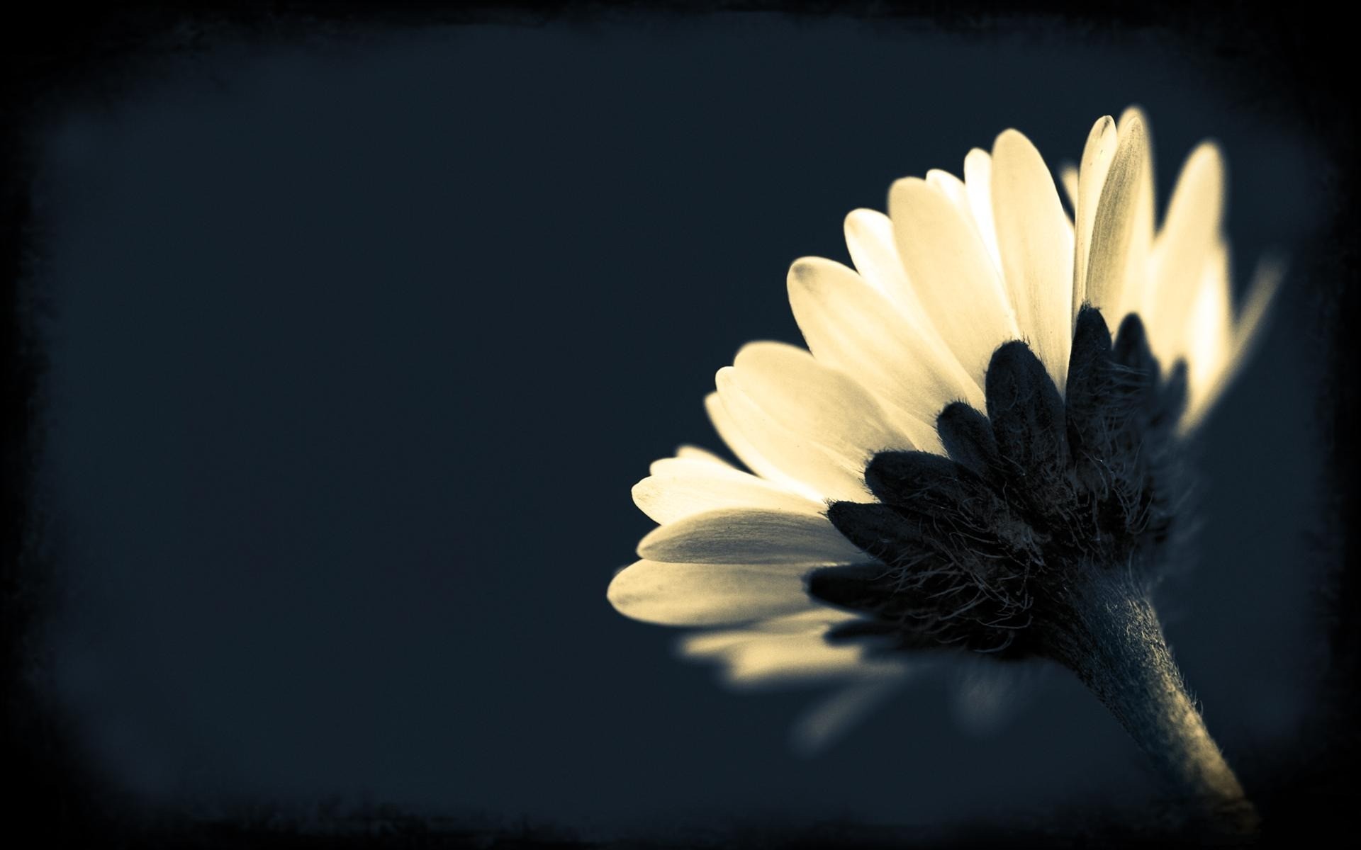 black and white flower wallpaper,white,daisy,flower,petal,sky