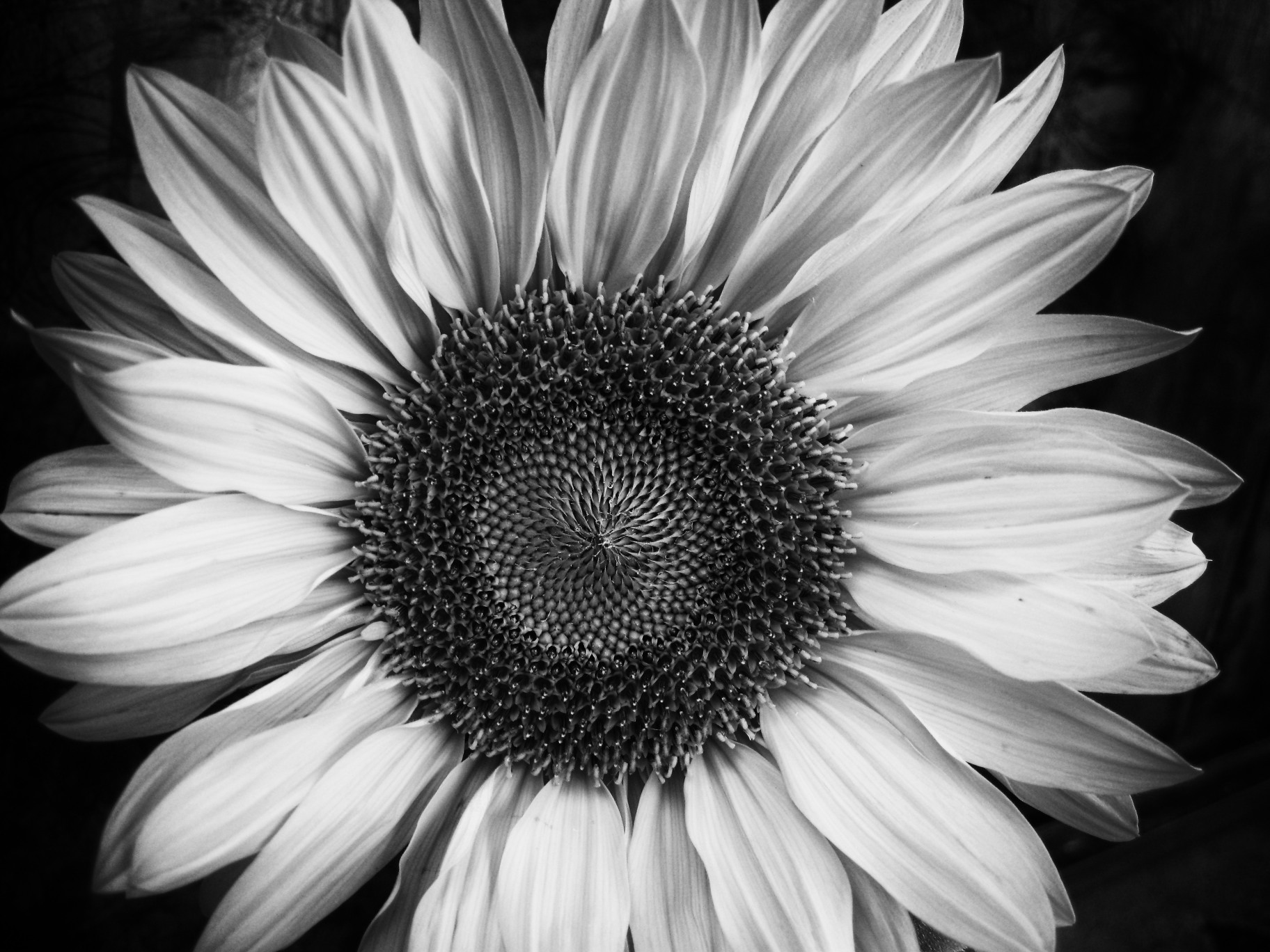 papier peint fleur noir et blanc,photographie monochrome,fleur,tournesol,noir et blanc,blanc
