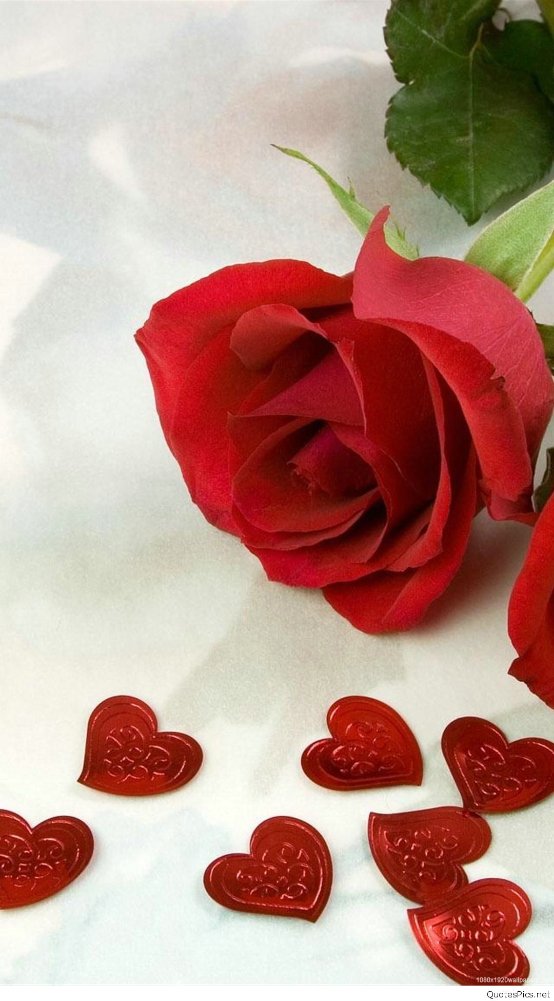 fondos de pantalla de amor para android,rosas de jardín,pétalo,rojo,rosa,flor