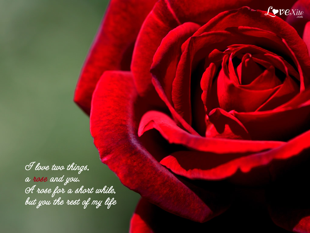 m fonds d'écran amour,roses de jardin,rose,rouge,pétale,fleur