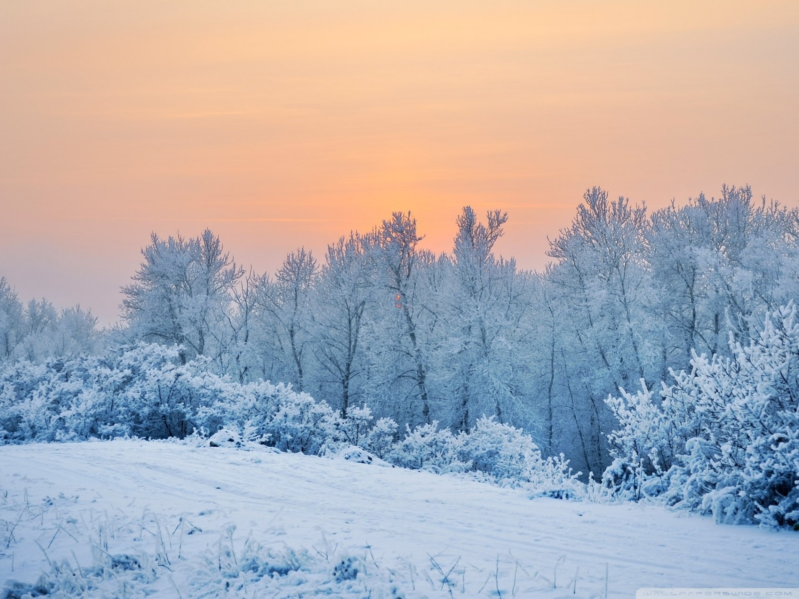 winter snow wallpaper,snow,winter,sky,frost,nature