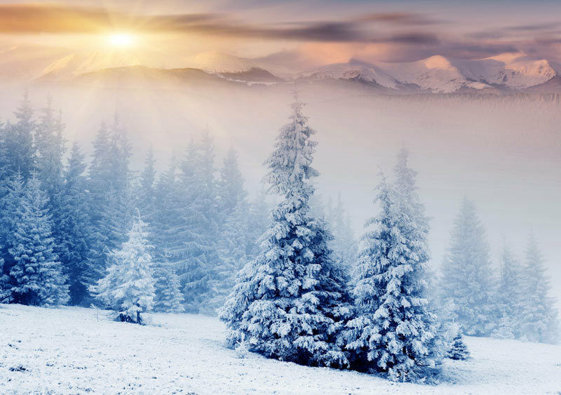 winter snow wallpaper,snow,winter,shortleaf black spruce,sky,nature