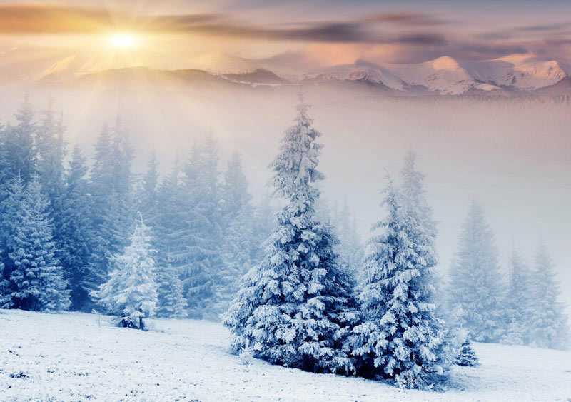 fond d'écran de neige d'hiver,neige,hiver,épinette noire à feuilles courtes,ciel,la nature