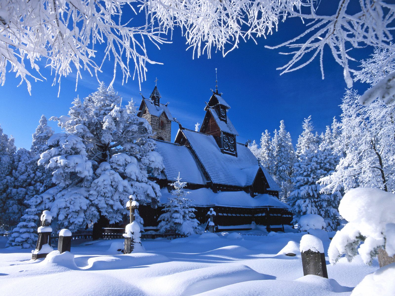 fondo de pantalla de nieve de invierno,invierno,nieve,escarcha,congelación,árbol