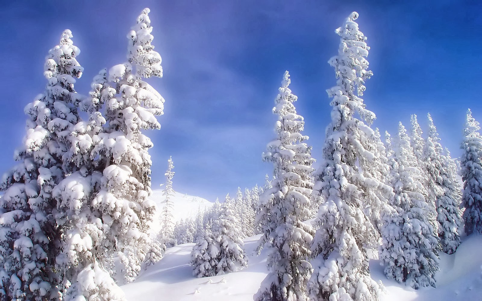 carta da parati neve invernale,abete rosso nero a foglia corta,neve,albero,inverno,brina