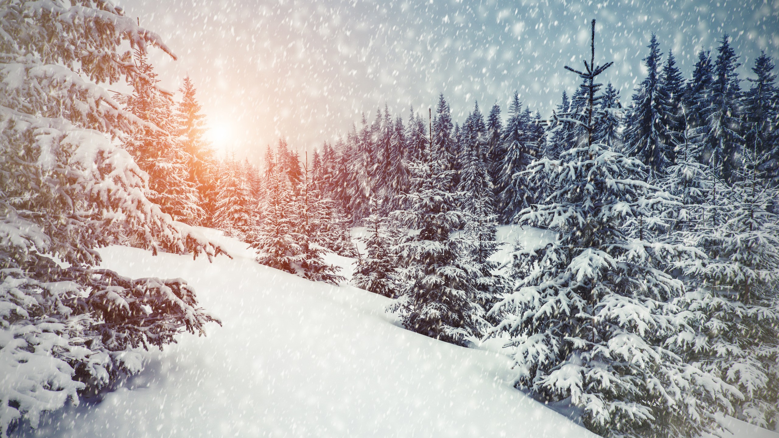 carta da parati neve invernale,neve,inverno,albero,brina,congelamento