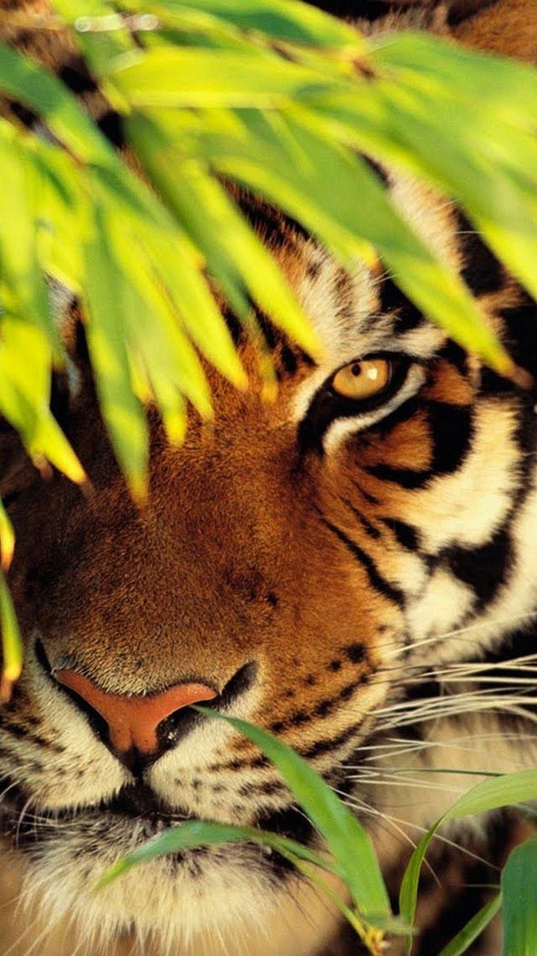 wallpaper sfondi,tiger,vertebrate,terrestrial animal,wildlife,bengal tiger