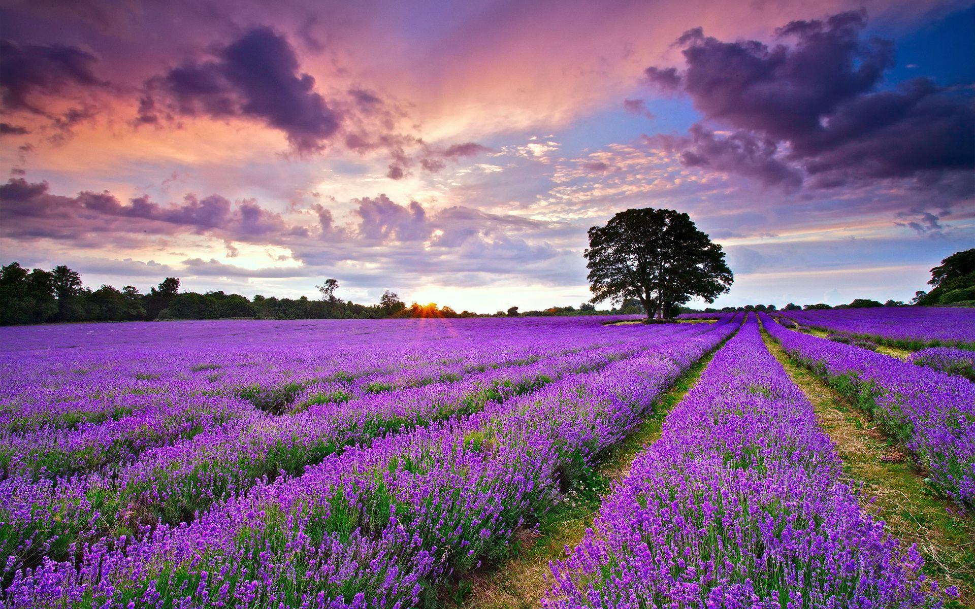 tapete sfondi,lavendel,himmel,natürliche landschaft,feld,englischer lavendel