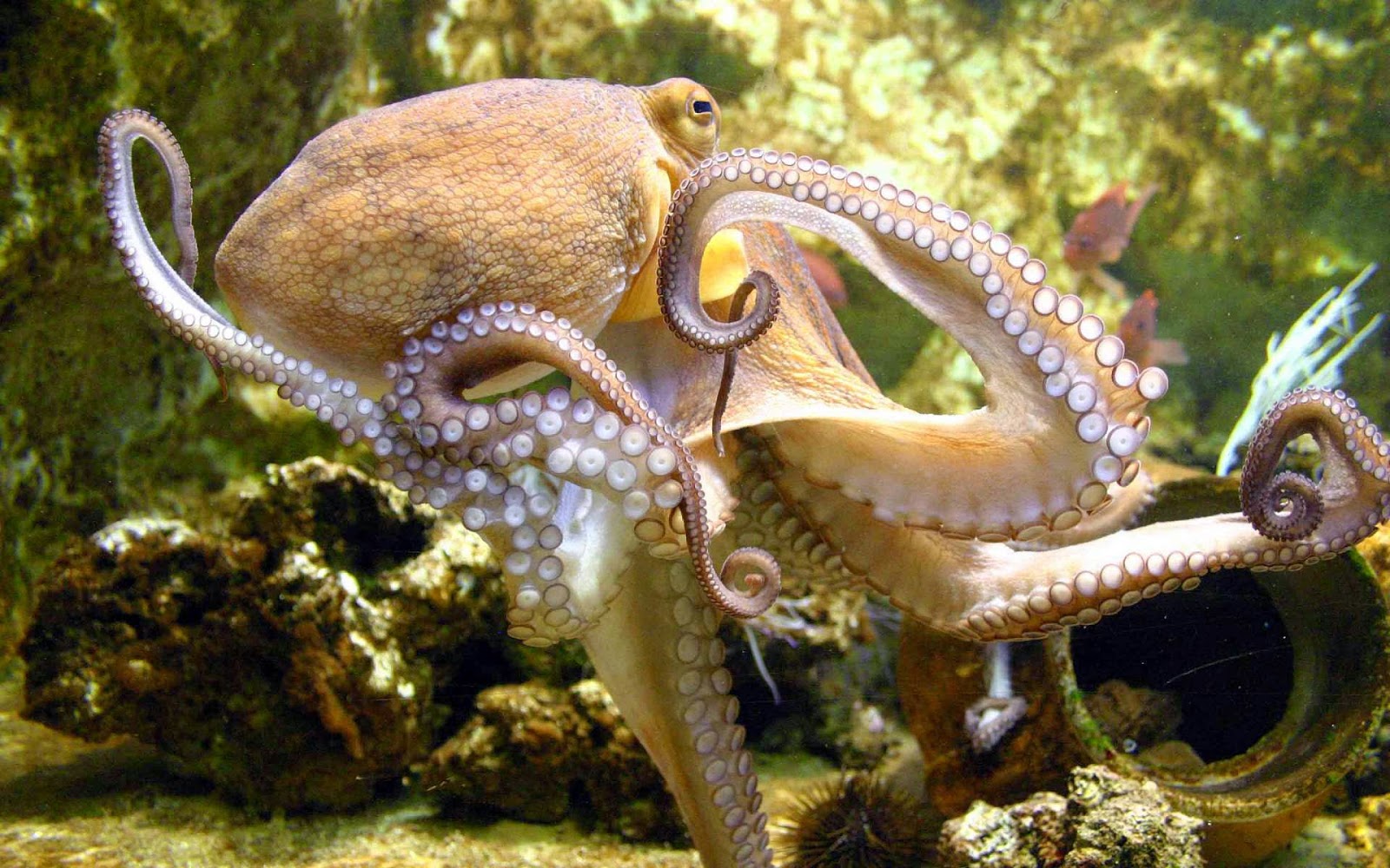 octopus wallpaper,octopus,giant pacific octopus,cephalopod,octopus,invertebrate