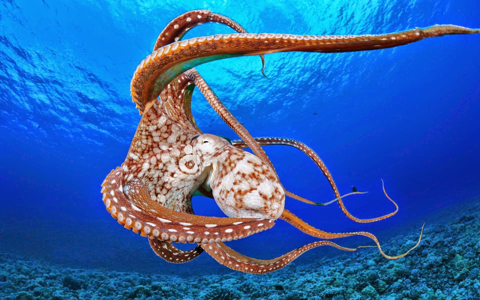 carta da parati di polpo,polpo pacifico gigante,invertebrati marini,invertebrato,biologia marina