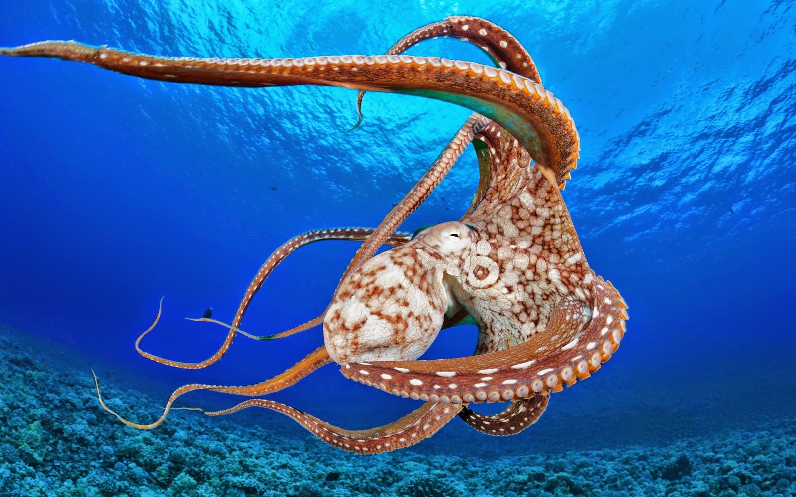 fondo de pantalla de pulpo,pulpo gigante del pacifico,invertebrado,invertebrados marinos,biología marina,cefalópodo