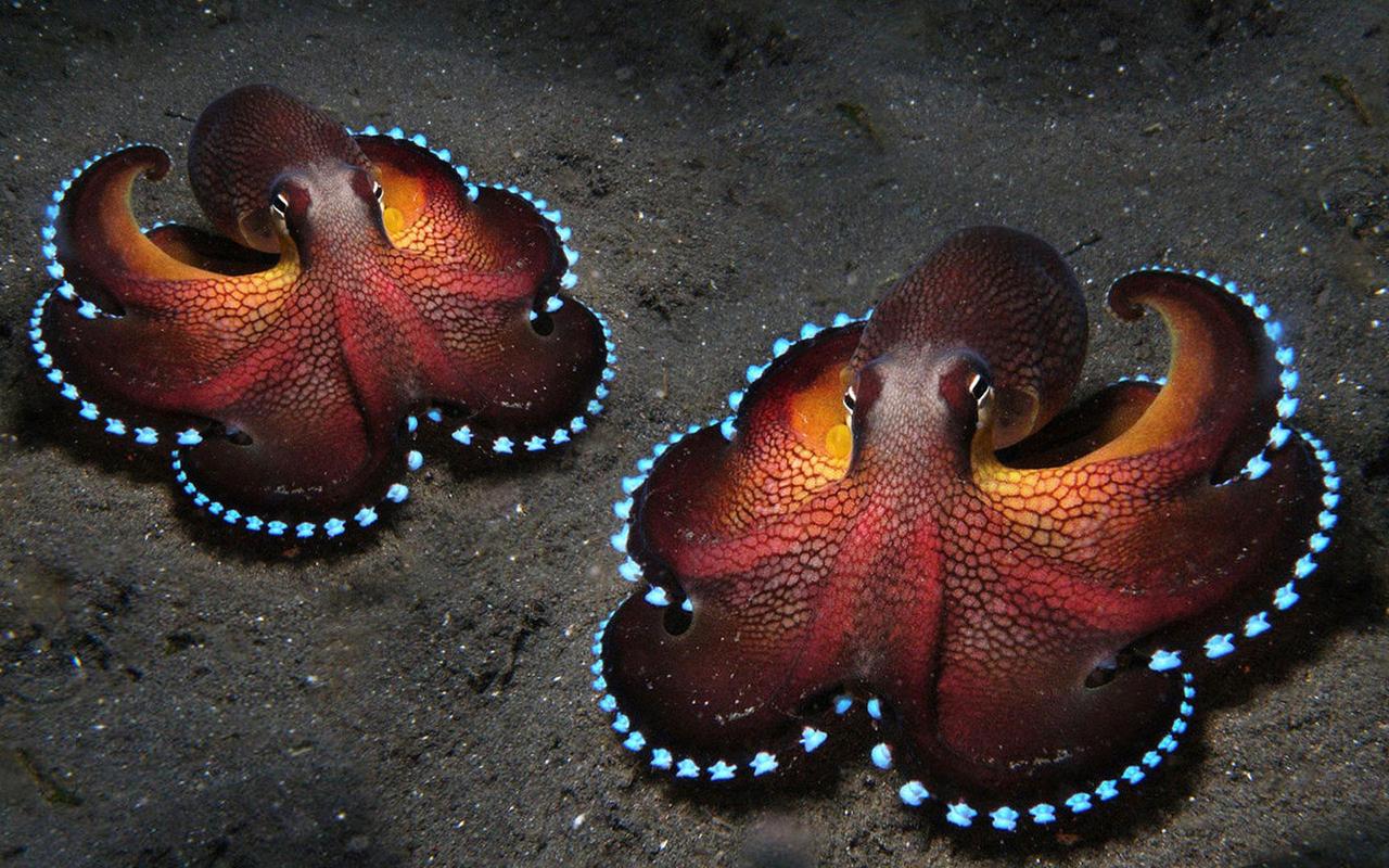 fond d'écran de poulpe,poulpe,céphalopode,pieuvre géante du pacifique,invertébré,invertébrés marins