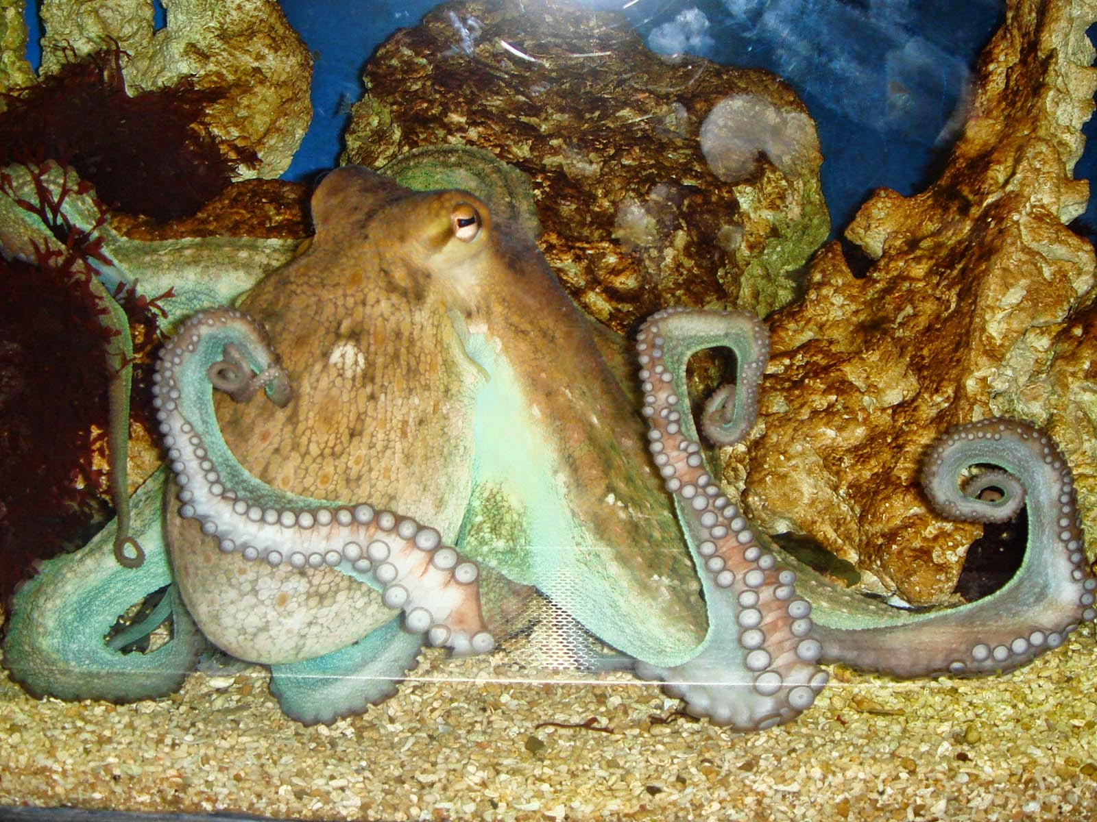 fond d'écran de poulpe,poulpe,poulpe,céphalopode,pieuvre géante du pacifique,invertébrés marins