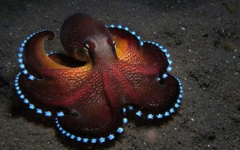 octopus wallpaper,octopus,giant pacific octopus,cephalopod,invertebrate,organism