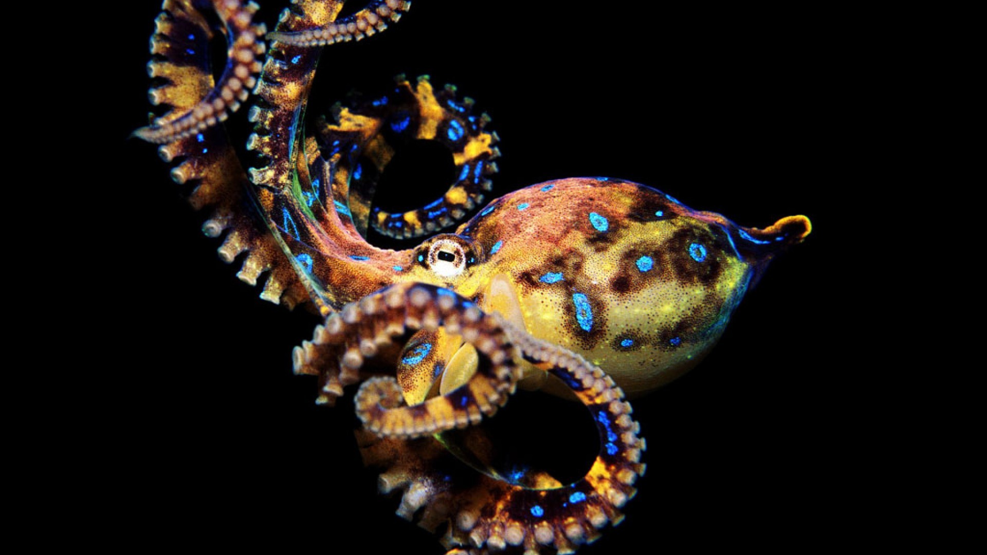 krake tapete,tintenfisch,kopffüßer,riesenpazifischer tintenfisch,tintenfisch,makrofotografie