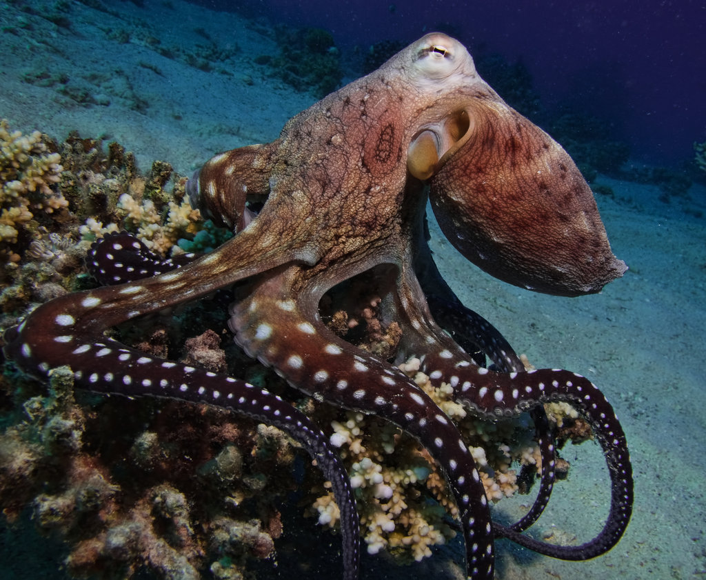 octopus wallpaper,octopus,giant pacific octopus,cephalopod,octopus,marine invertebrates