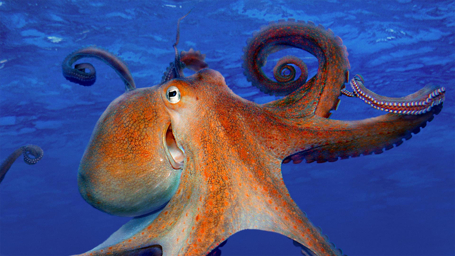 octopus wallpaper,cephalopod,octopus,giant pacific octopus,octopus,squid