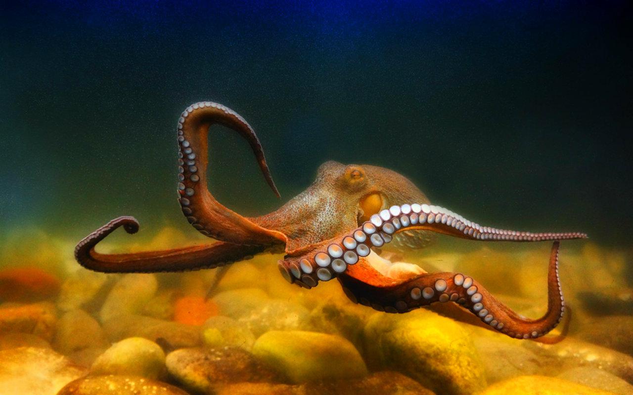 octopus wallpaper,octopus,giant pacific octopus,cephalopod,octopus,terrestrial animal