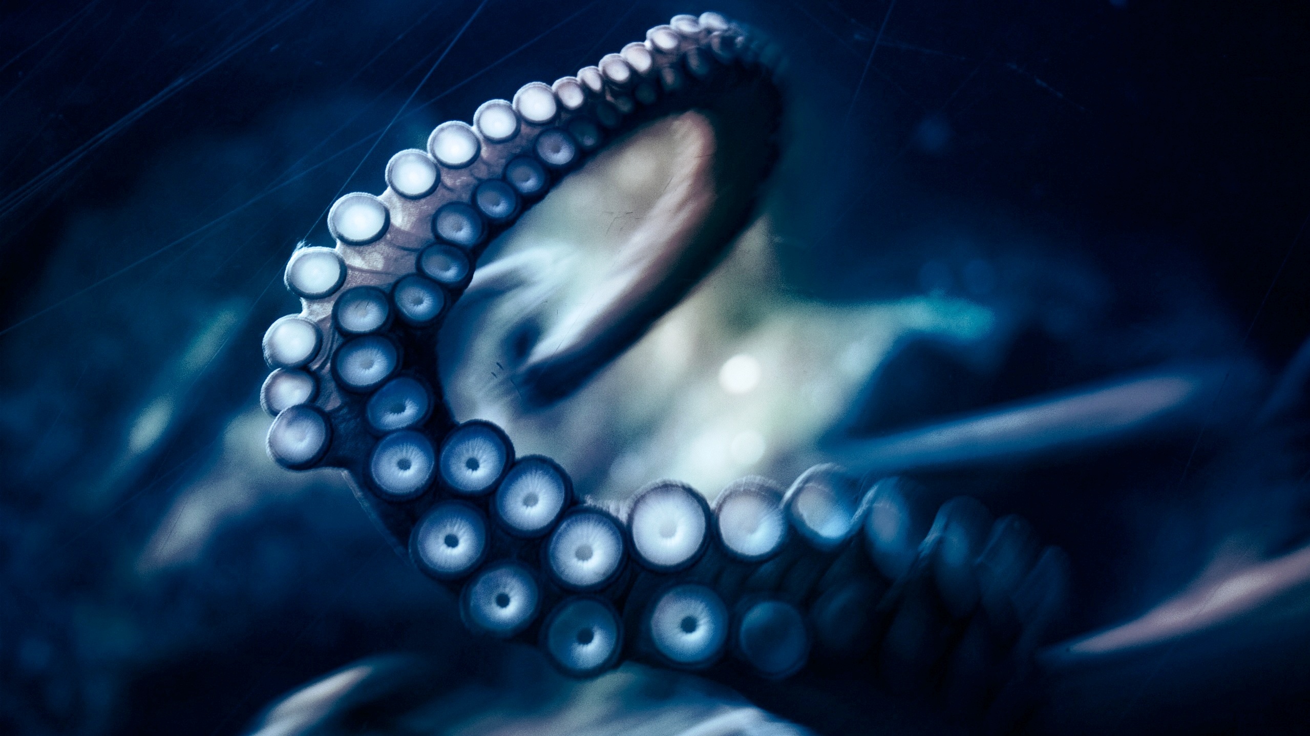 octopus wallpaper,blue,water,octopus,pearl,macro photography