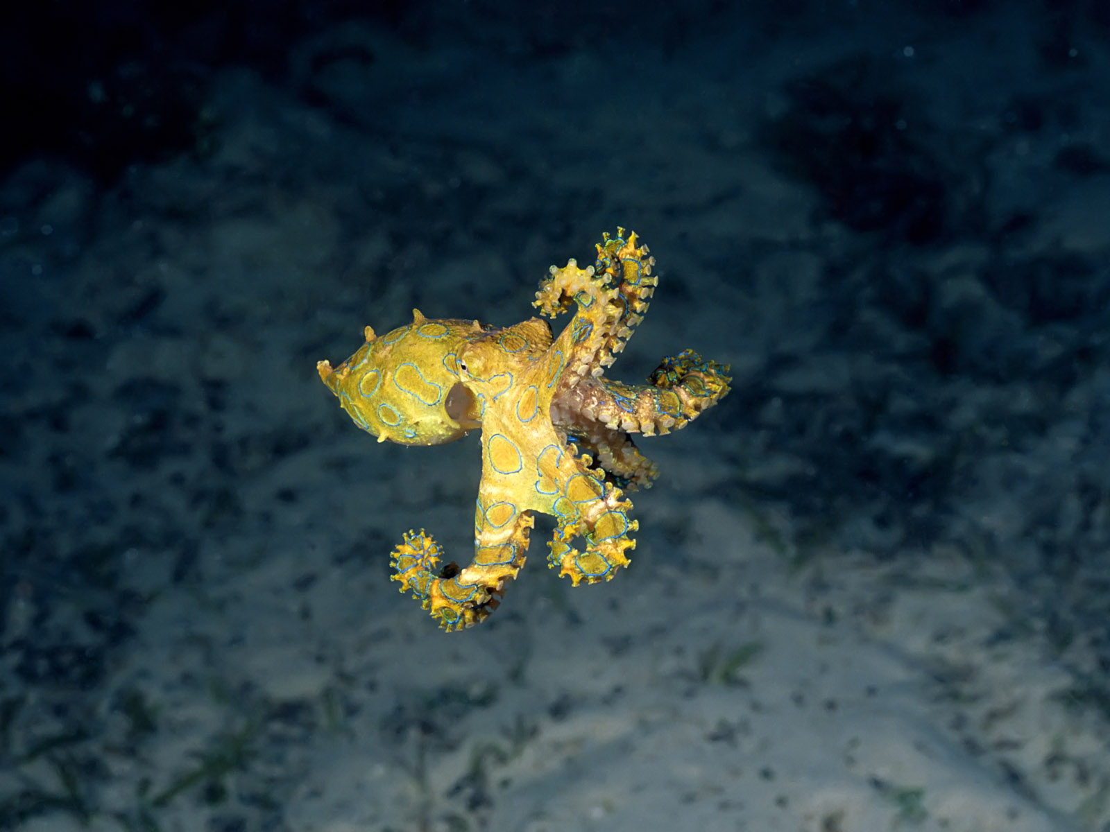 fondo de pantalla de pulpo,amarillo,biología marina,submarino,arrecife