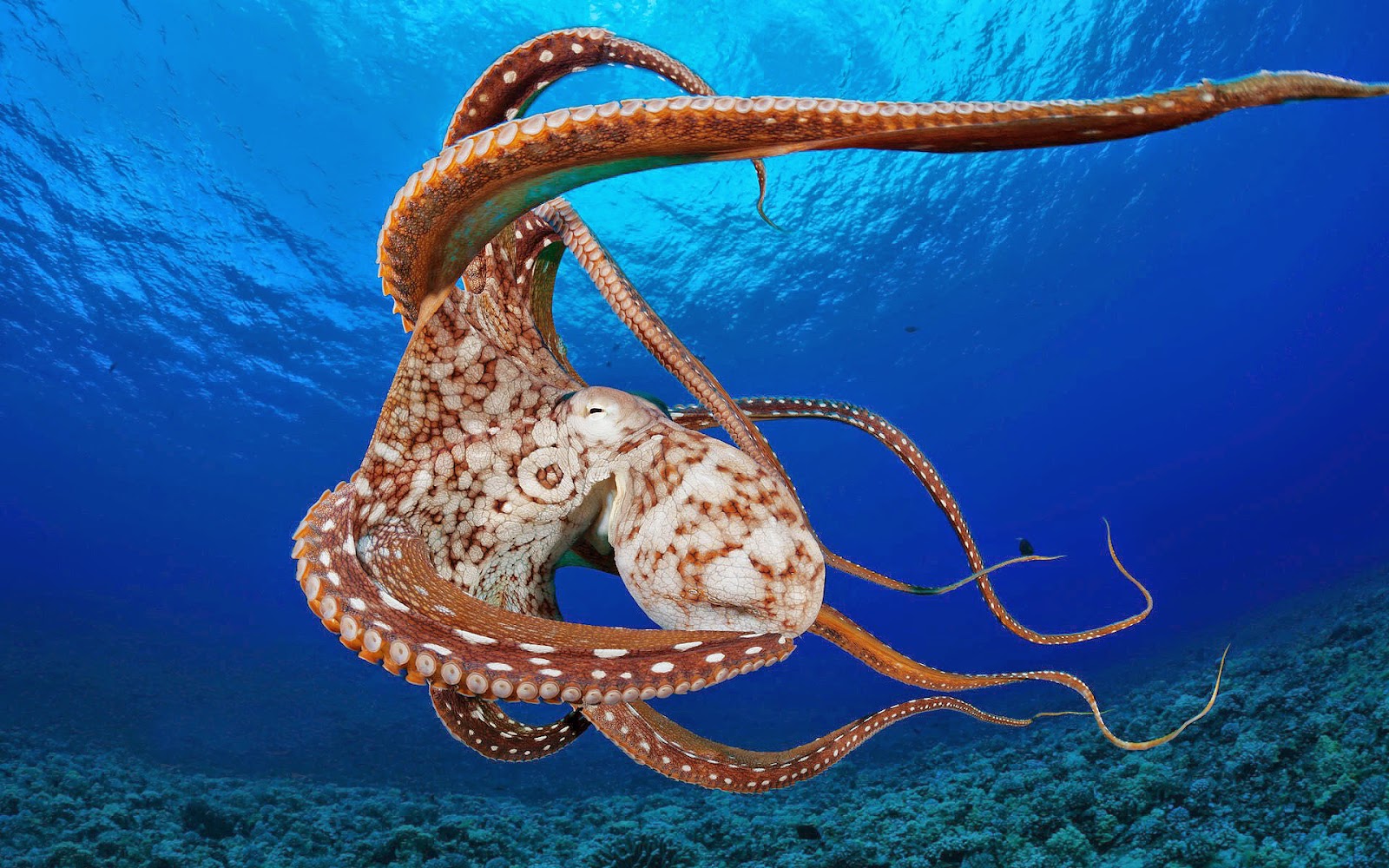 fondo de pantalla de pulpo,pulpo gigante del pacifico,invertebrados marinos,invertebrado,pulpo,biología marina