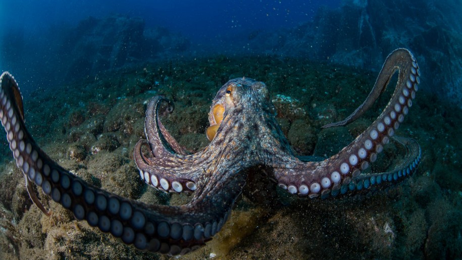 fondo de pantalla de pulpo,pulpo gigante del pacifico,pulpo,cefalópodo,submarino,pulpo