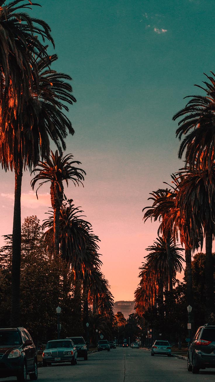 los angeles iphone wallpaper,sky,tree,nature,palm tree,arecales