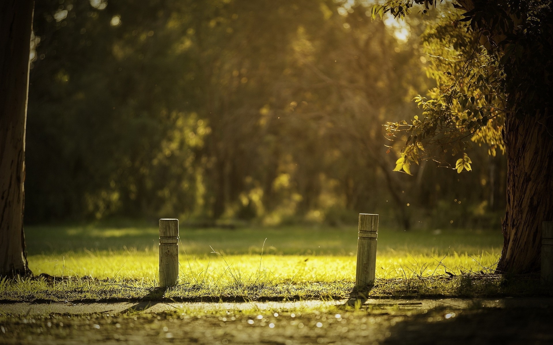 park hd wallpaper,nature,tree,green,natural landscape,yellow