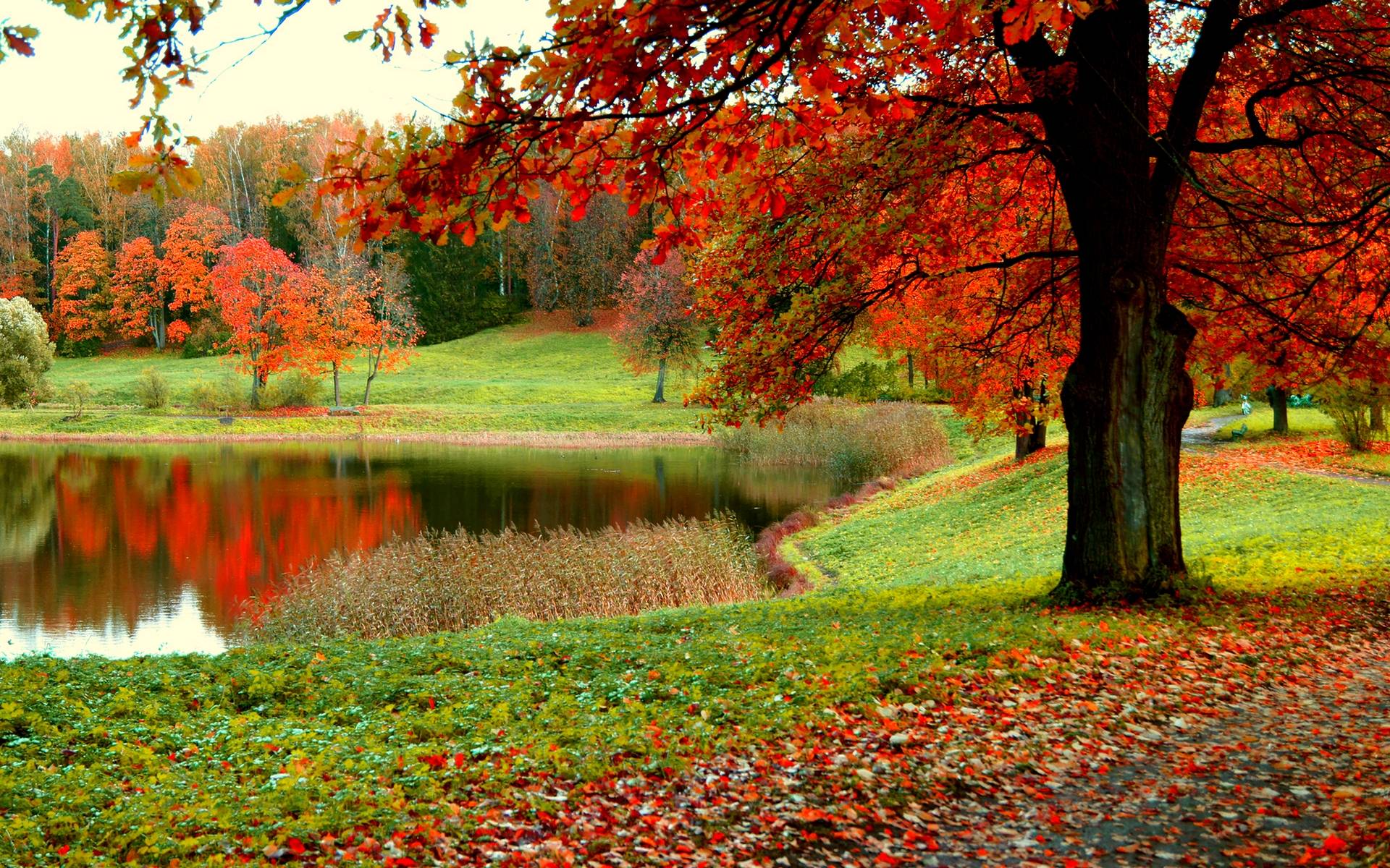 公園のhdの壁紙,木,自然の風景,自然,葉,赤
