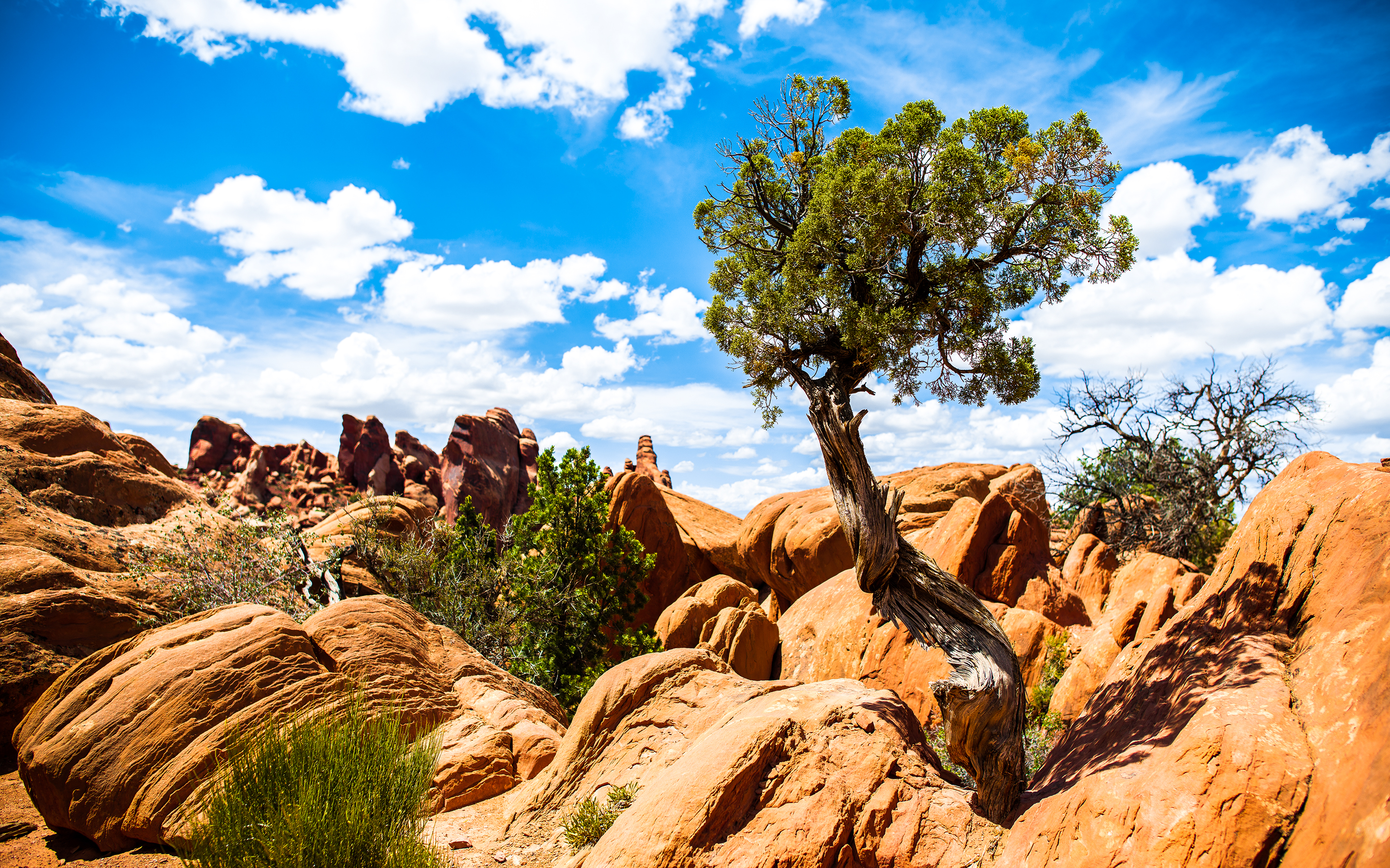 park hd wallpaper,nature,rock,tree,sky,natural landscape