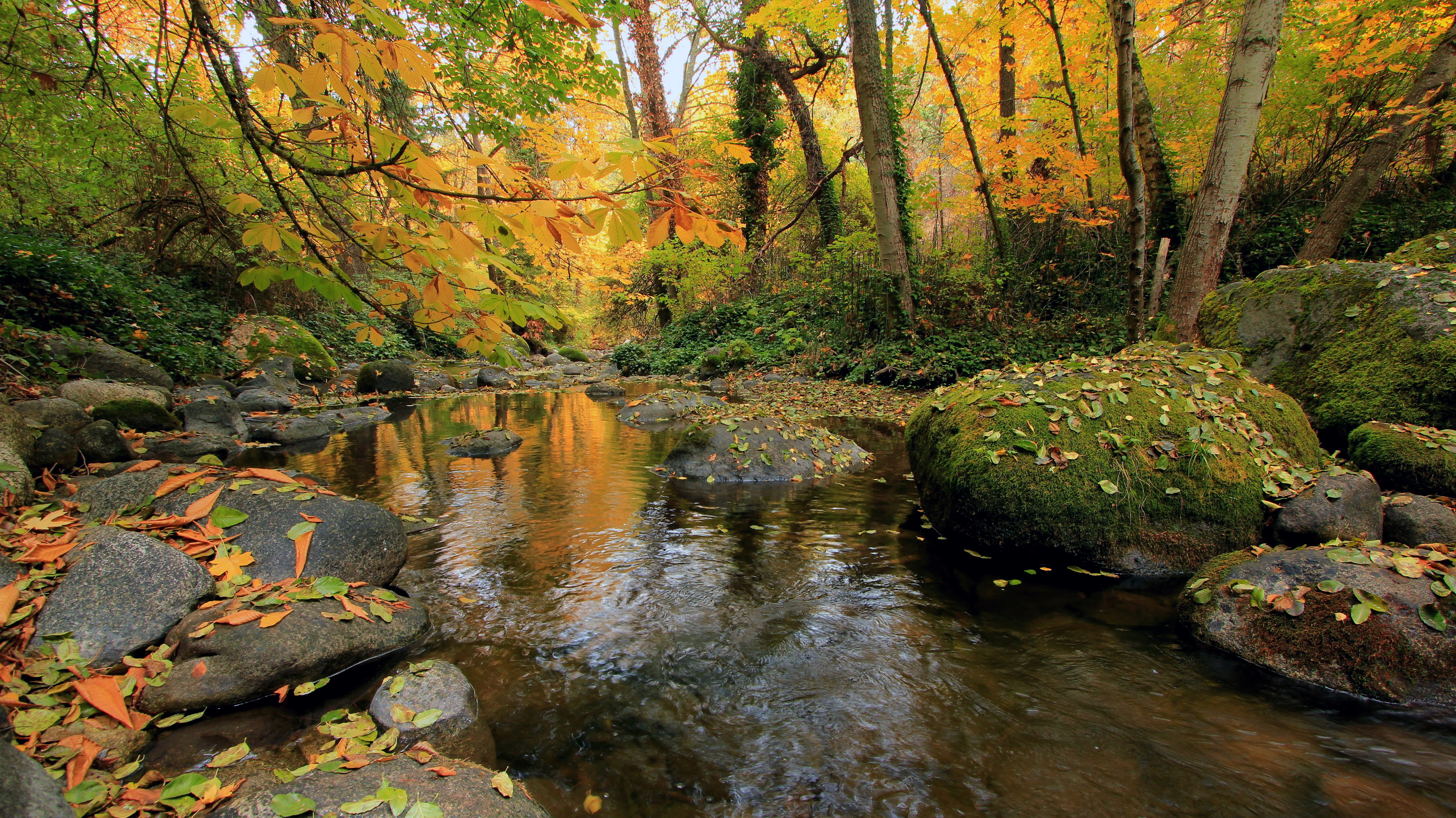 8k fondos de pantalla hd,paisaje natural,cuerpo de agua,naturaleza,corriente,hoja