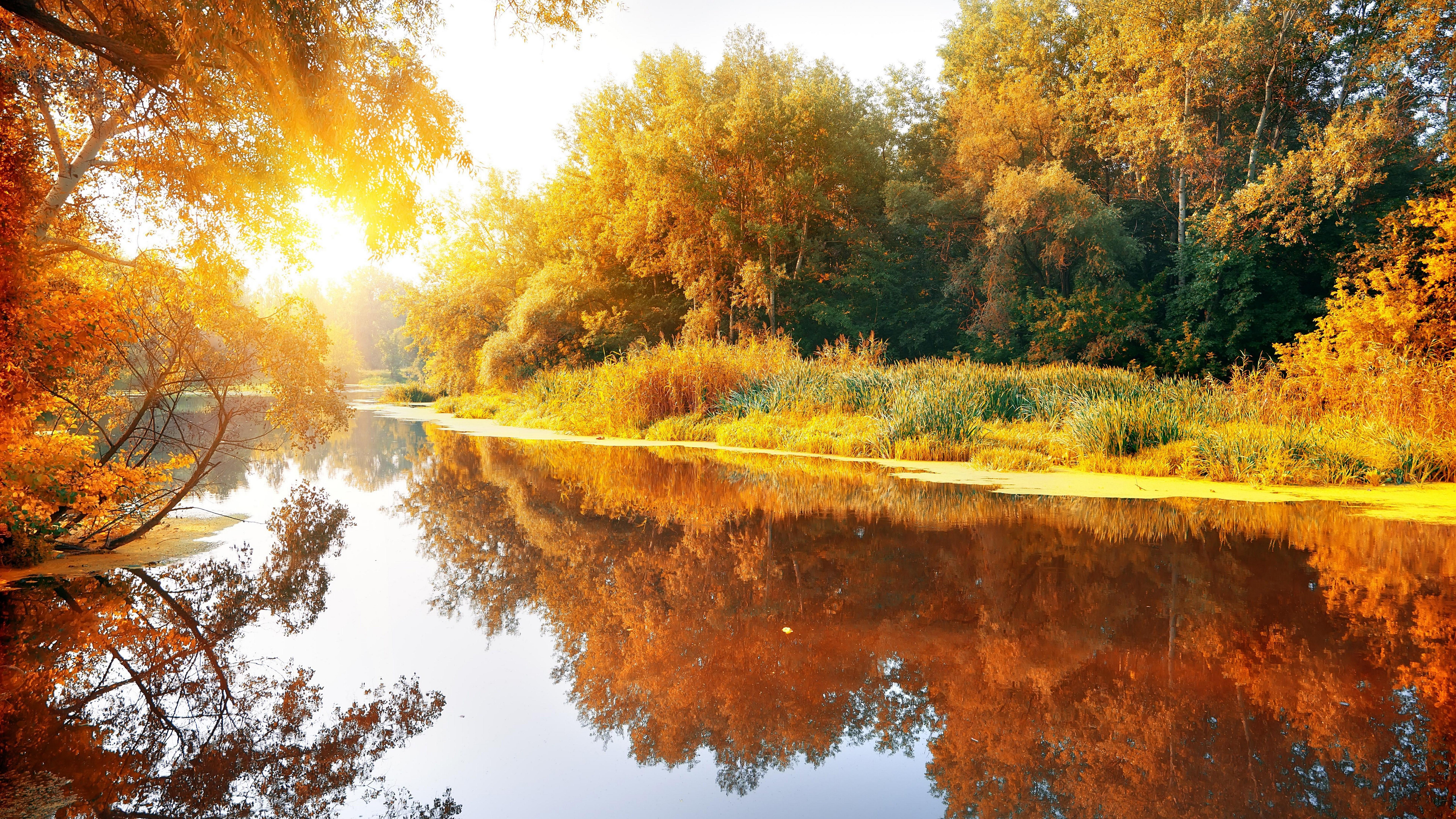 8k sfondi hd,paesaggio naturale,riflessione,natura,albero,autunno