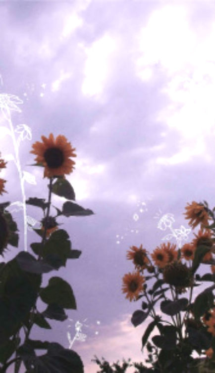 텀블러 미학 벽지,하늘,자연,해바라기,꽃,식물
